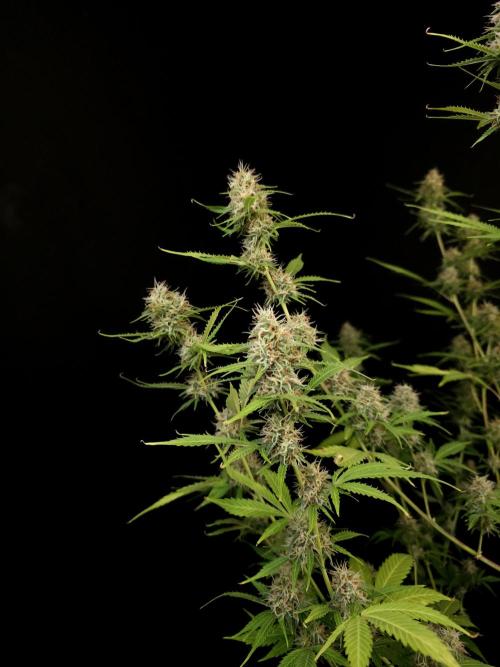 Vertigo Auto 2. Week 9