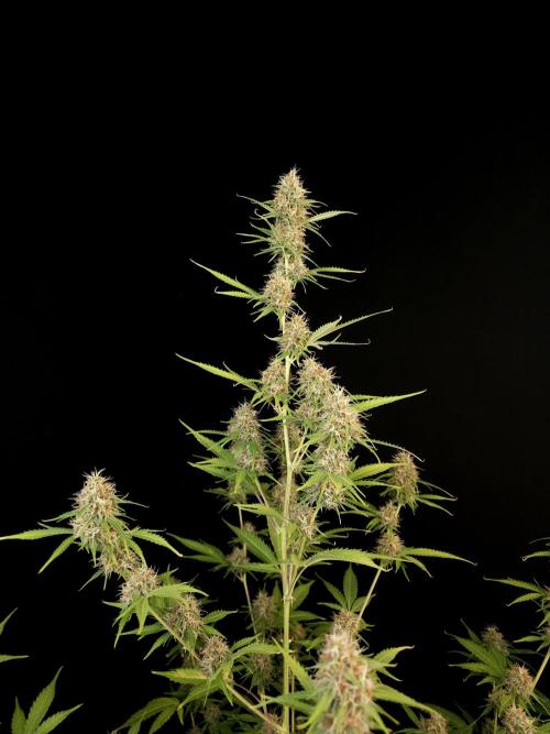 Vertigo Auto 2. Week 9