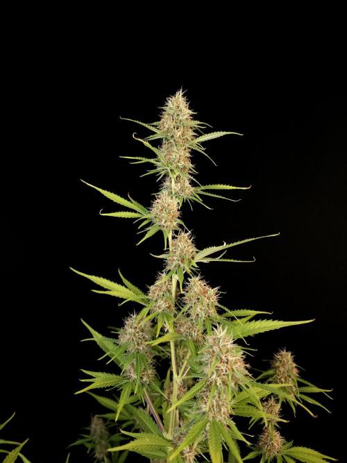 Vertigo Auto 2. Week 9