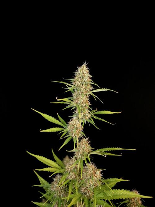 Vertigo Auto 2. Week 9