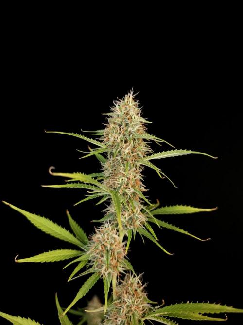 Vertigo Auto 2. Week 9