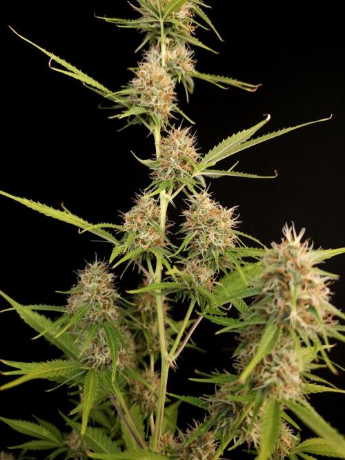 Vertigo Auto 2. Week 9