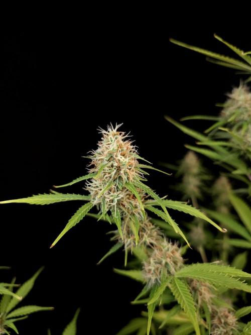 Vertigo Auto 2. Week 9