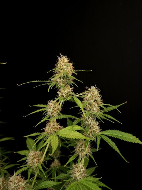 Vertigo Auto 2. Week 9