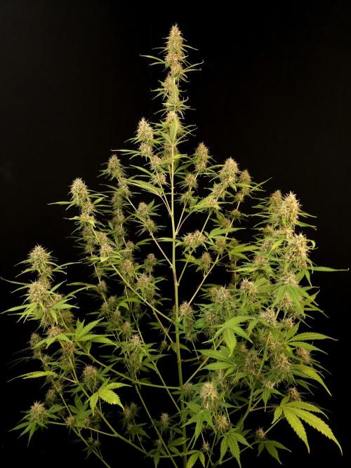 Vertigo Auto 2. Week 9