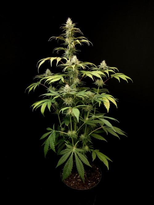 Test 50151  (1). Week 9