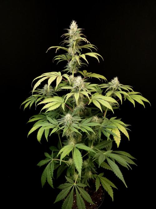 Test 50151  (1). Week 9