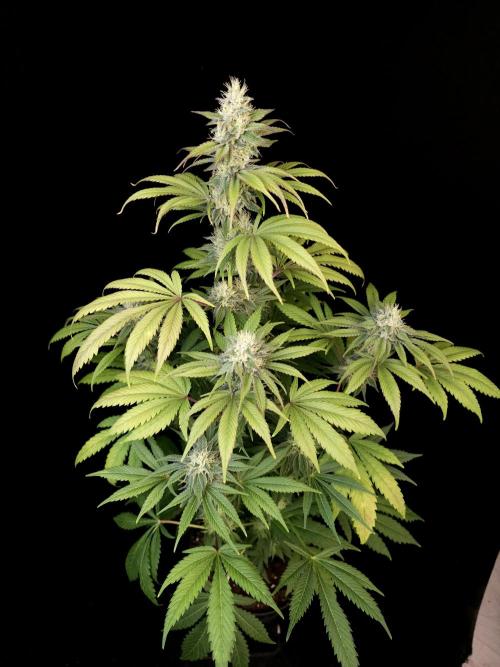 Test 50151  (1). Week 9