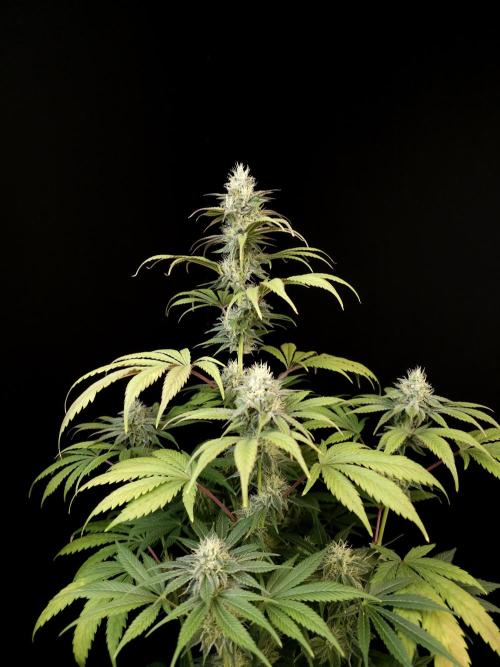 Test 50151  (1). Week 9