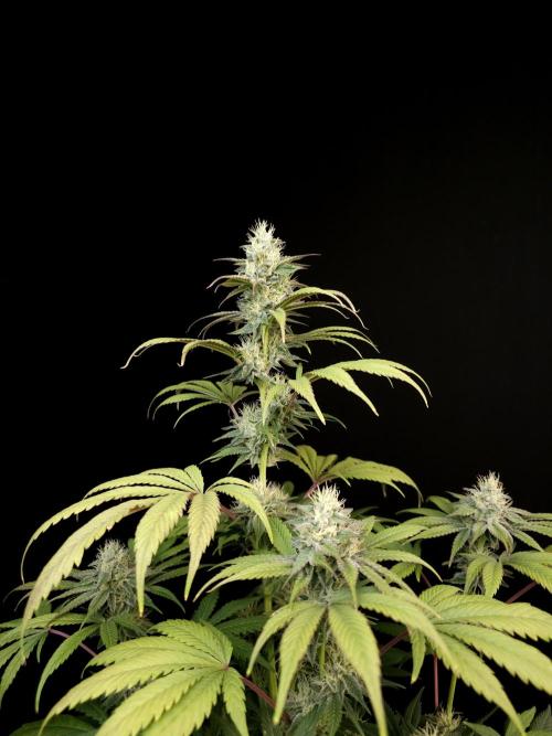 Test 50151  (1). Week 9