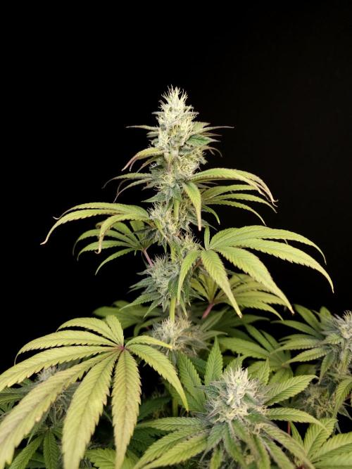 Test 50151  (1). Week 9