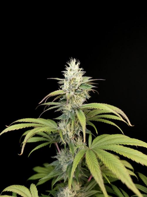 Test 50151  (1). Week 9