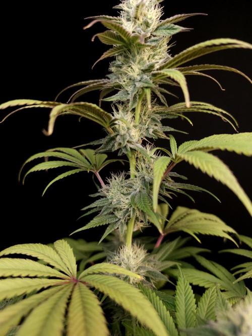 Test 50151  (1). Week 9