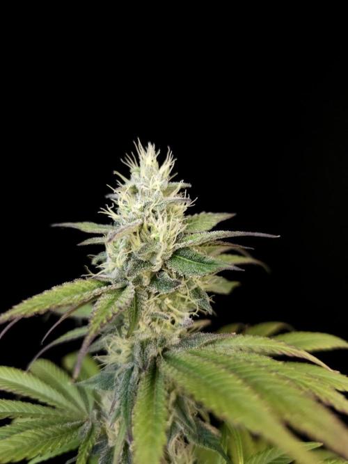 Test 50151  (1). Week 9