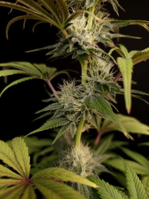 Test 50151  (1). Week 9