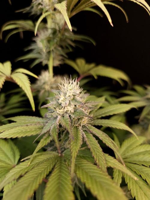 Test 50151  (1). Week 9