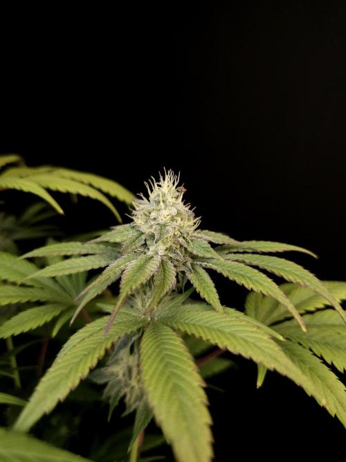 Test 50151  (1). Week 9