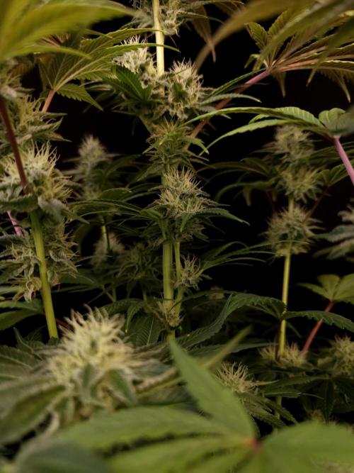 Test 50151  (1). Week 9