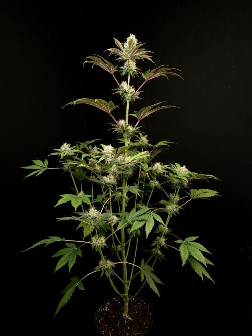 Test 50151 (2). Week 9