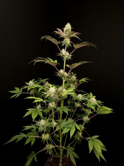 Test 50151 (2). Week 9