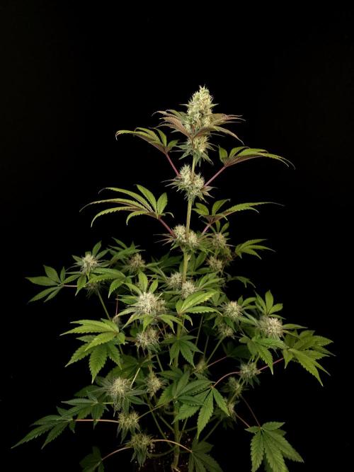 Test 50151 (2). Week 9