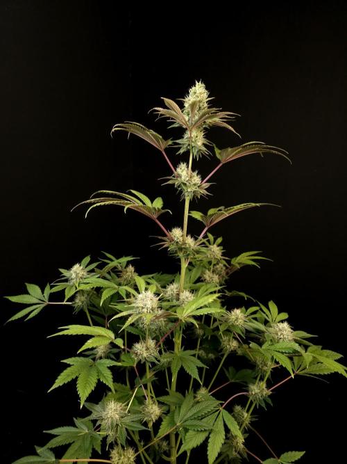 Test 50151 (2). Week 9