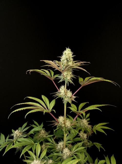 Test 50151 (2). Week 9