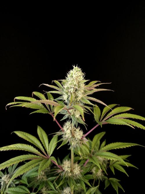 Test 50151 (2). Week 9