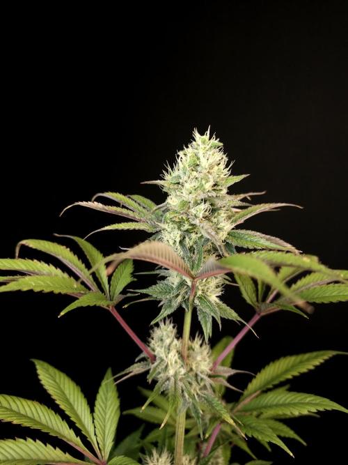 Test 50151 (2). Week 9