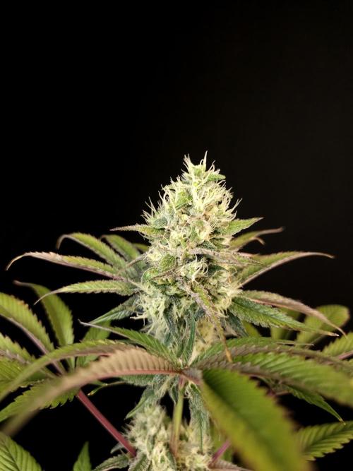 Test 50151 (2). Week 9