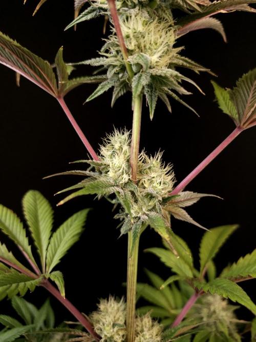 Test 50151 (2). Week 9