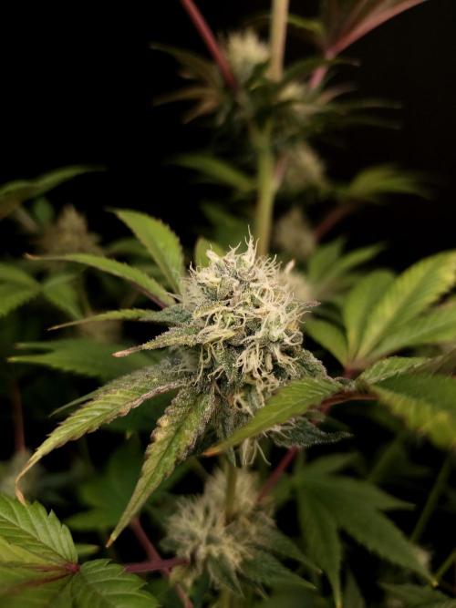 Test 50151 (2). Week 9