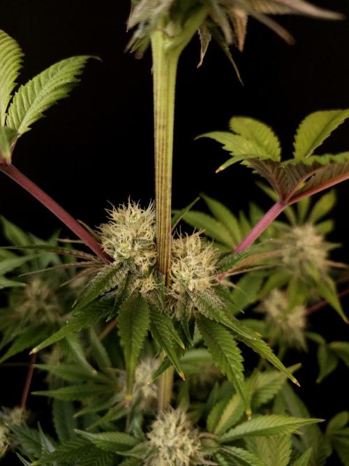 Test 50151 (2). Week 9