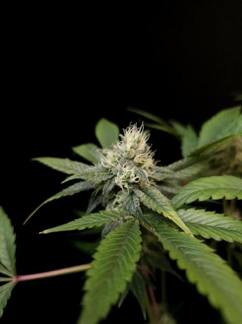 Test 50151 (2). Week 9