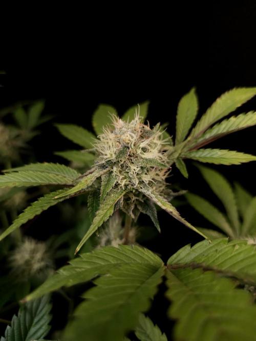 Test 50151 (2). Week 9