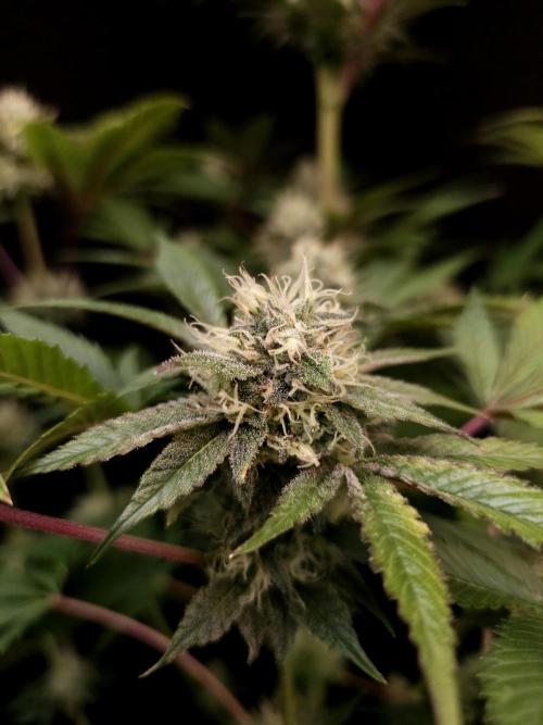 Test 50151 (2). Week 9