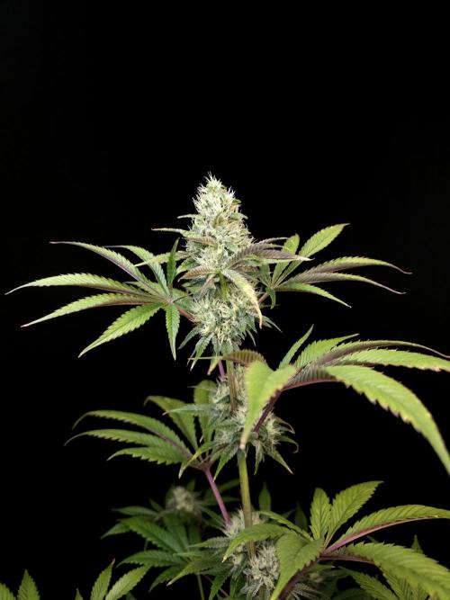 Test 50151 (2). Week 9