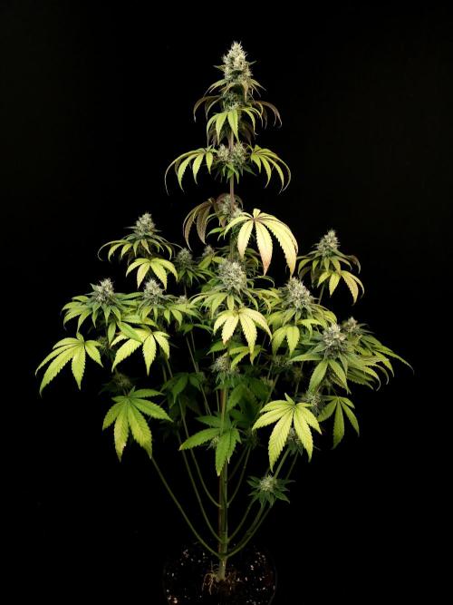 Test 101100  (1). Week 9