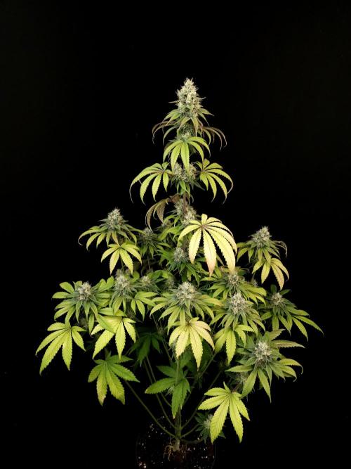 Test 101100  (1). Week 9