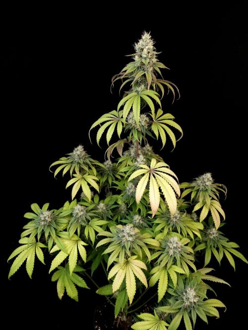 Test 101100  (1). Week 9