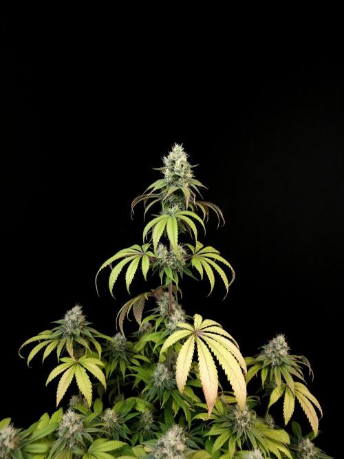 Test 101100  (1). Week 9