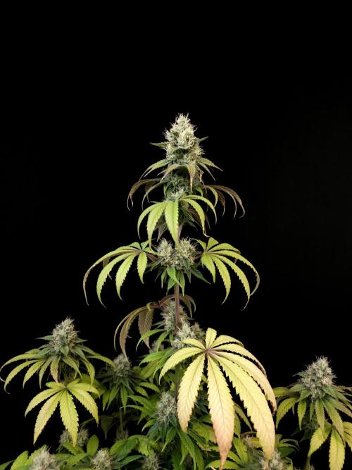 Test 101100  (1). Week 9