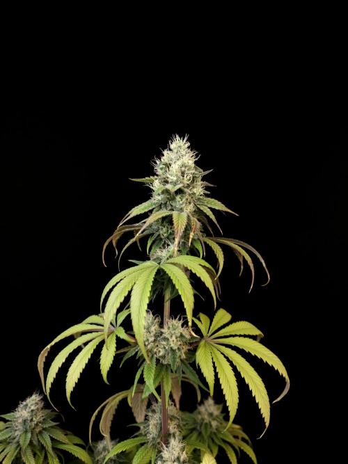 Test 101100  (1). Week 9