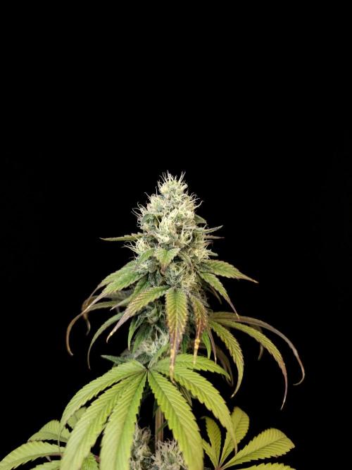 Test 101100  (1). Week 9