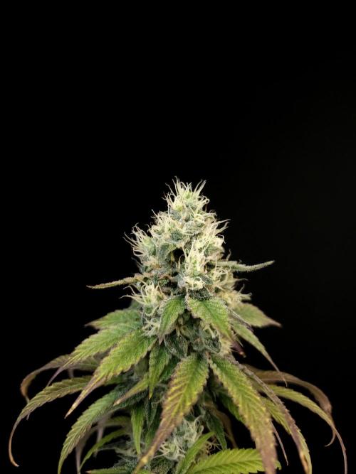 Test 101100  (1). Week 9