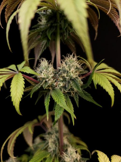 Test 101100  (1). Week 9