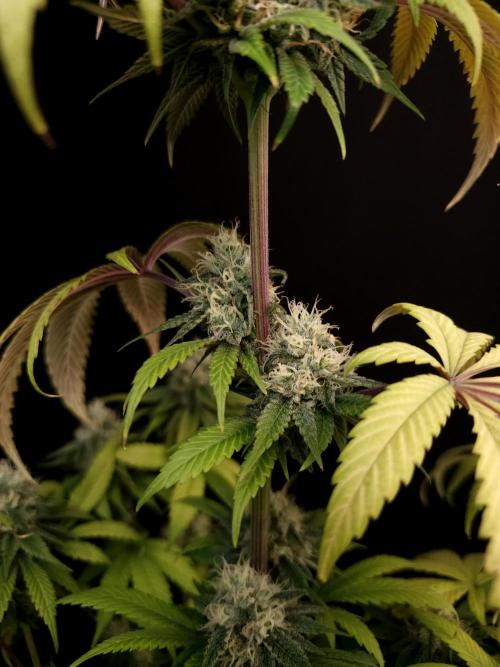 Test 101100  (1). Week 9