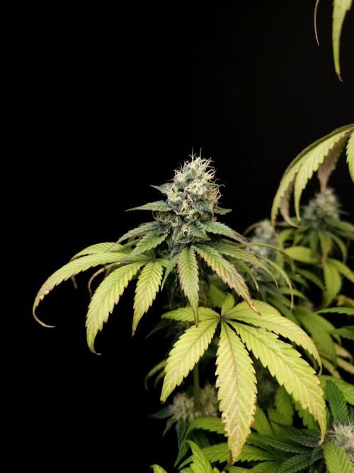 Test 101100  (1). Week 9