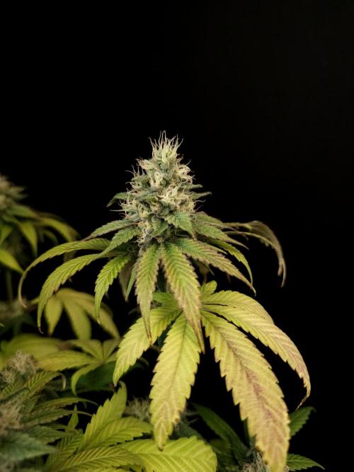 Test 101100  (1). Week 9