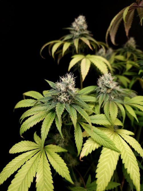 Test 101100  (1). Week 9